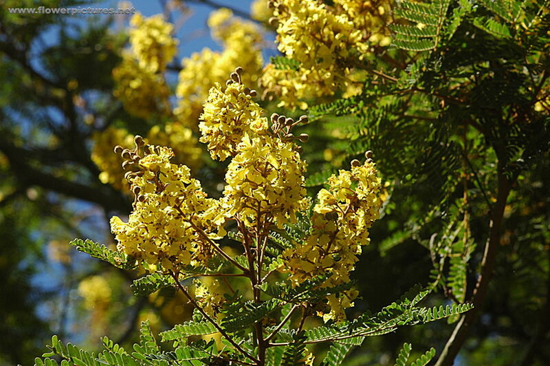 Yellow Flowering Tree — Serene