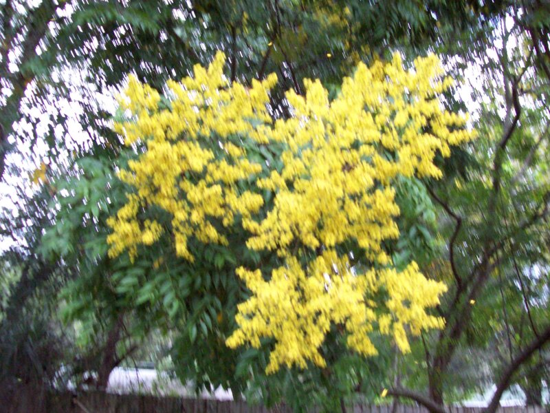 Yellow flowering tree