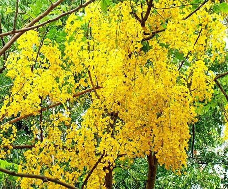 Yellow Flowering Tree — Vibrant