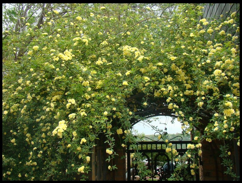 Yellow Flowering Vine — Serene, Spring