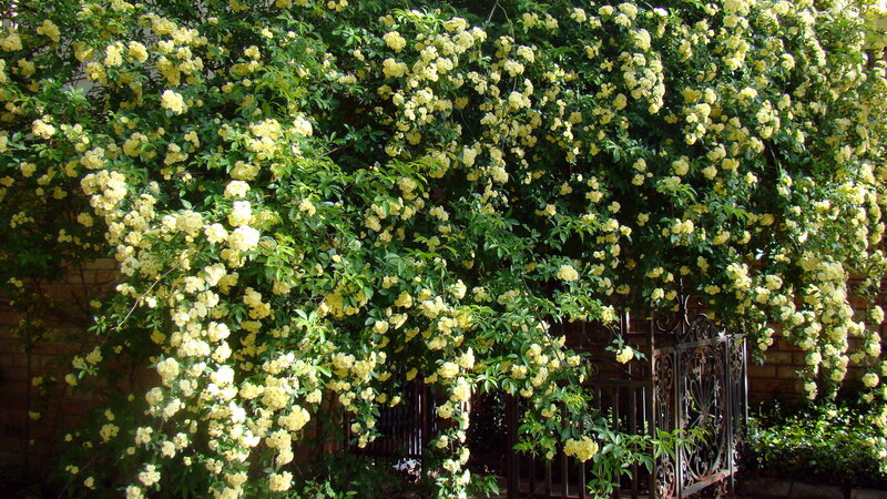 Yellow Flowering Vine — Serene
