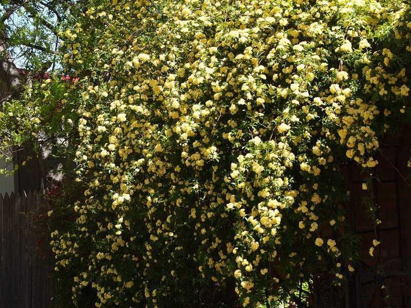 Yellow Flowering Vine