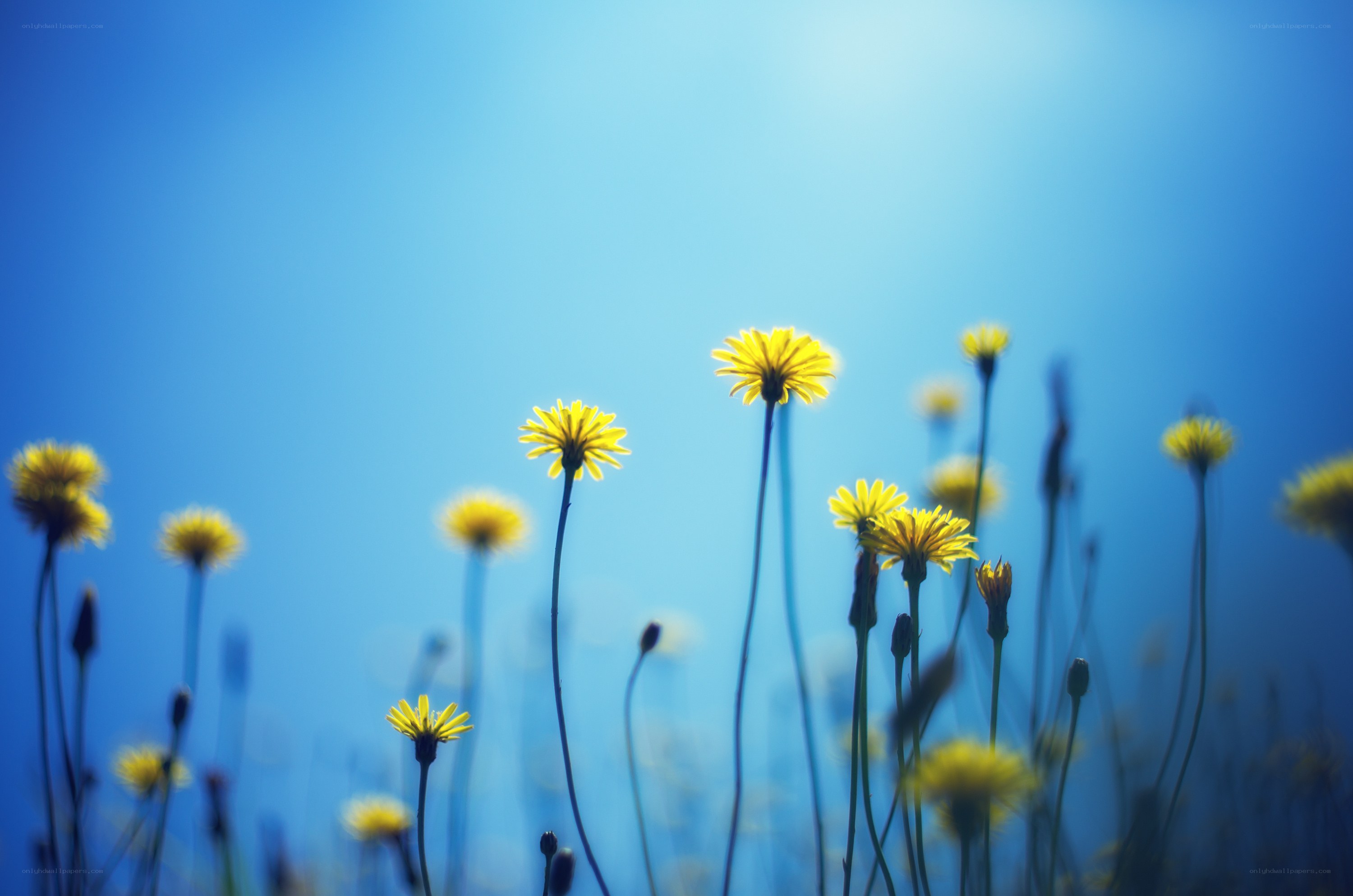 Yellow flowers against blue sky