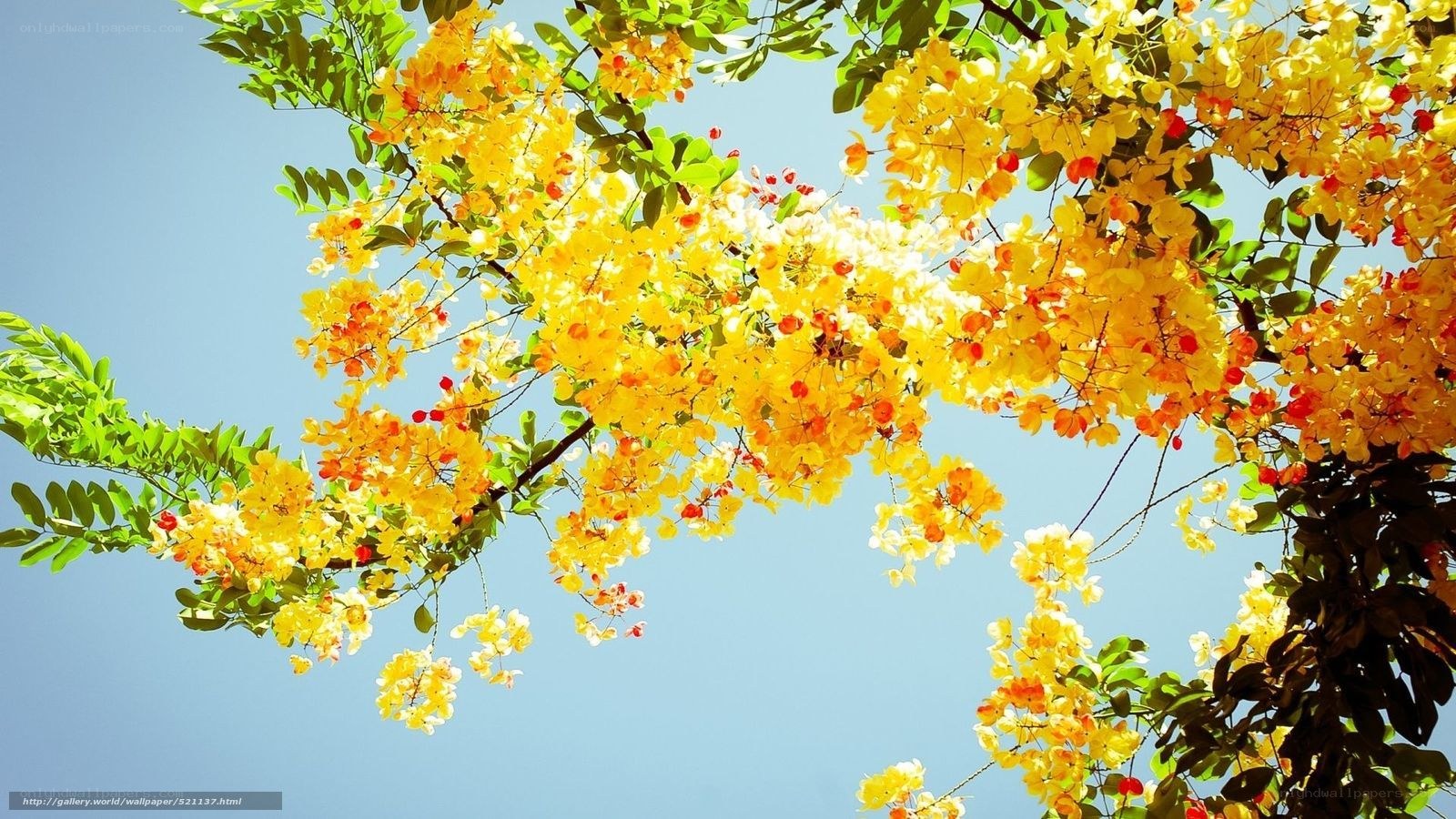 Yellow flowers against blue sky