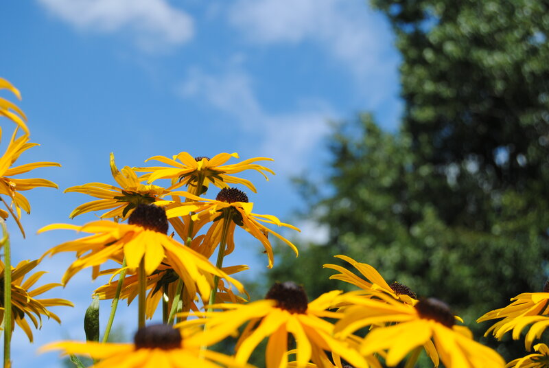 Yellow flowers against blue sky