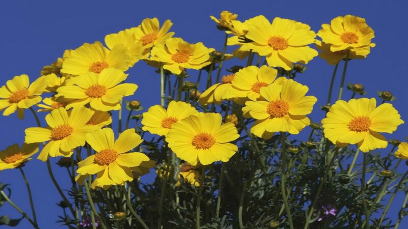 yellow flowers against blue sky