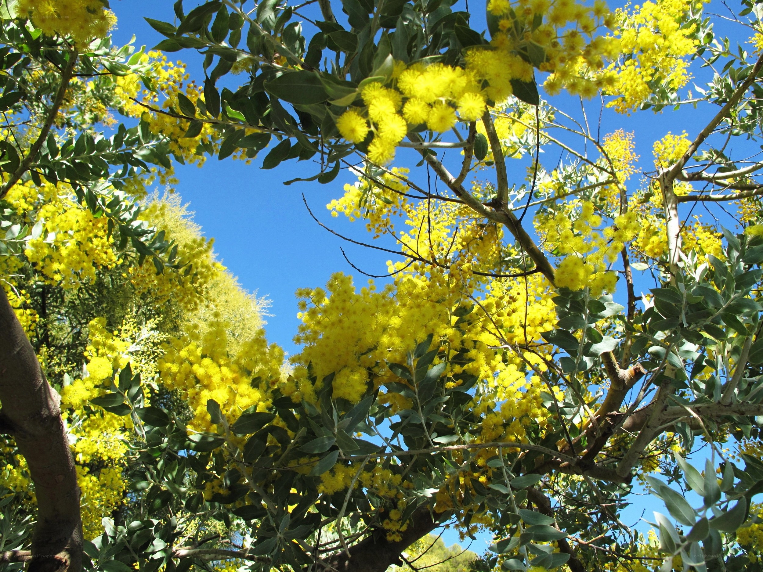 Yellow flowers against blue sky