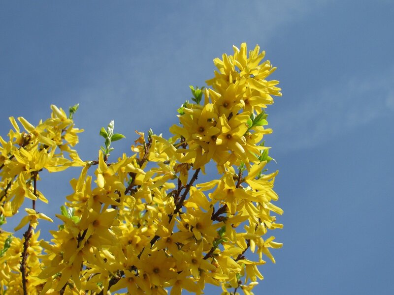 Yellow flowers against blue sky