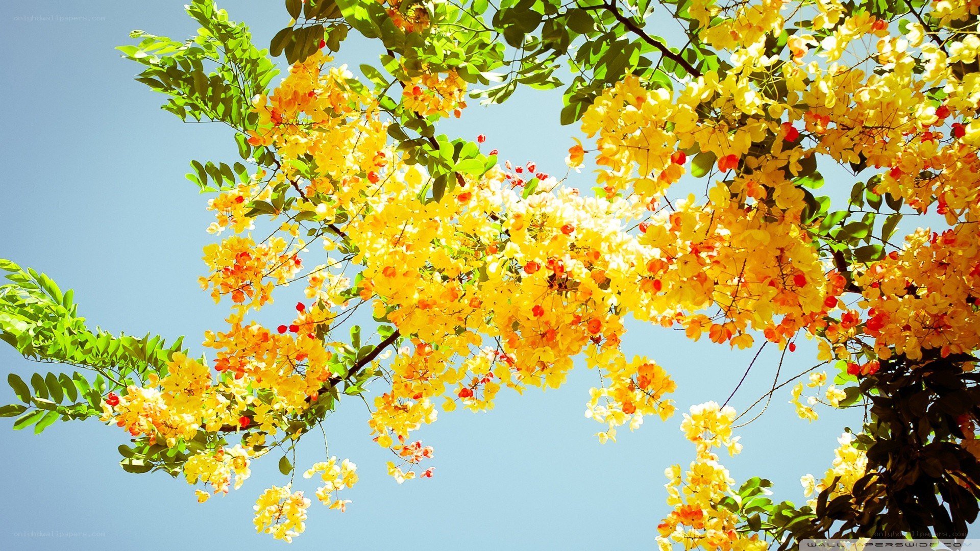 Yellow flowers against blue sky