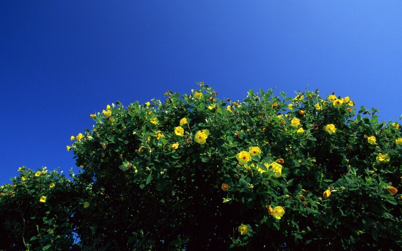 Yellow flowers against blue sky