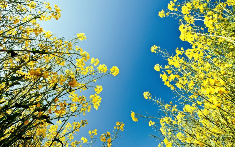 Yellow flowers against blue sky