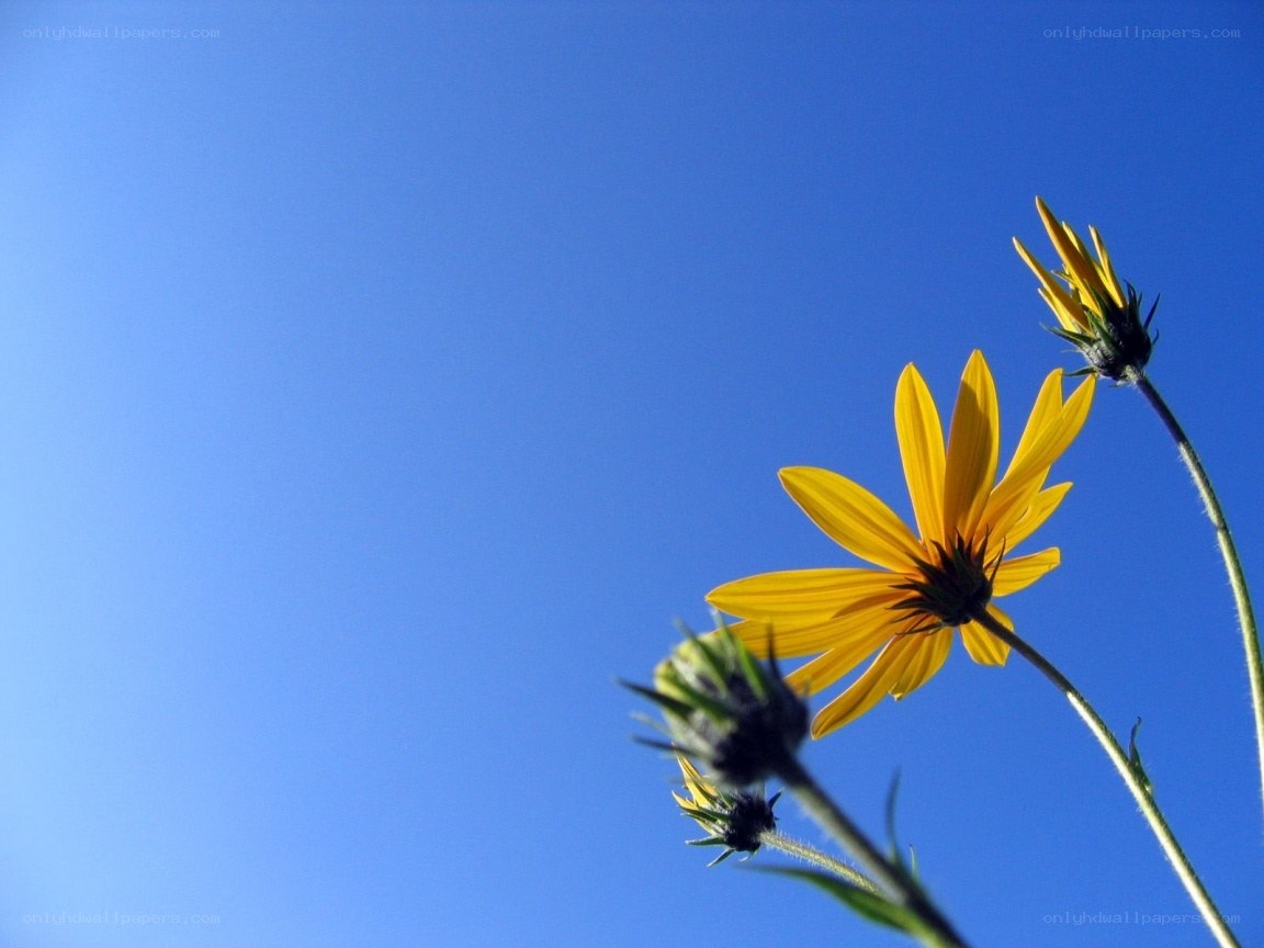 Yellow flowers against blue sky