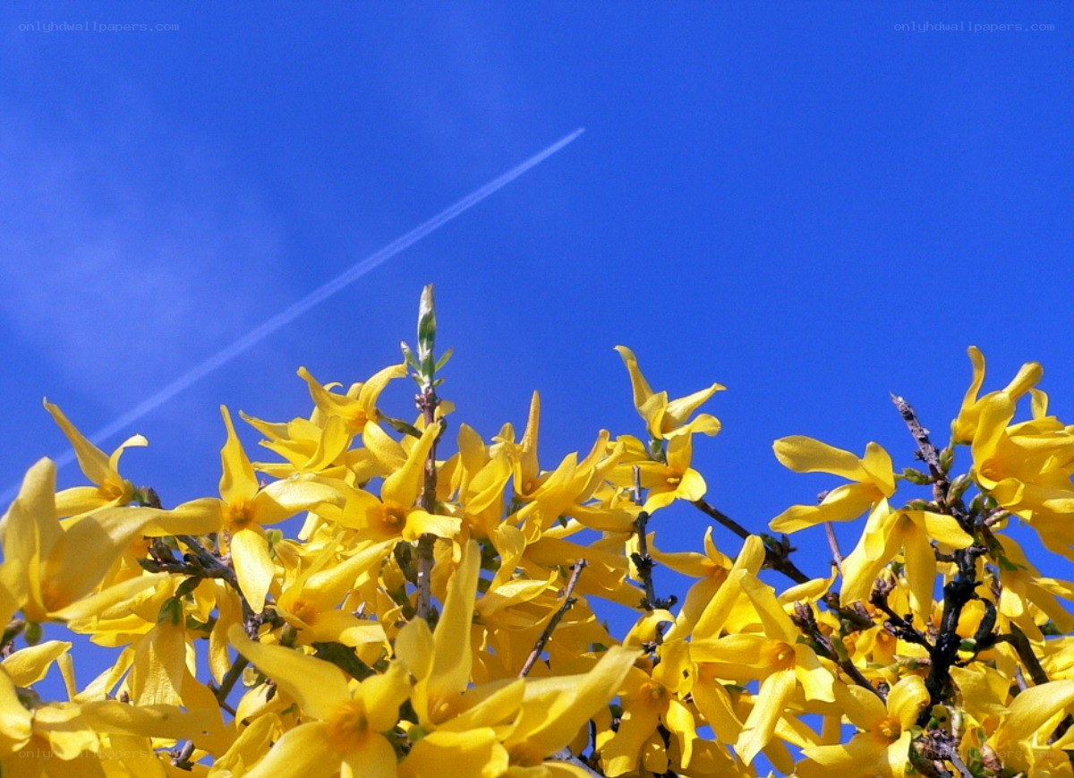 yellow flowers against blue sky