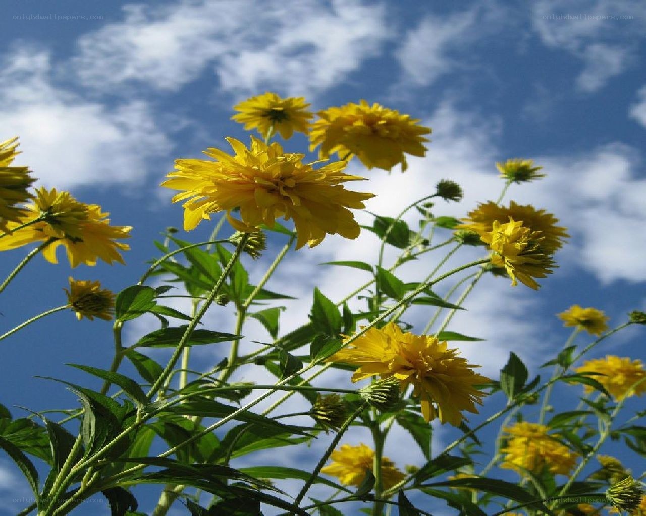 Yellow flowers against blue sky
