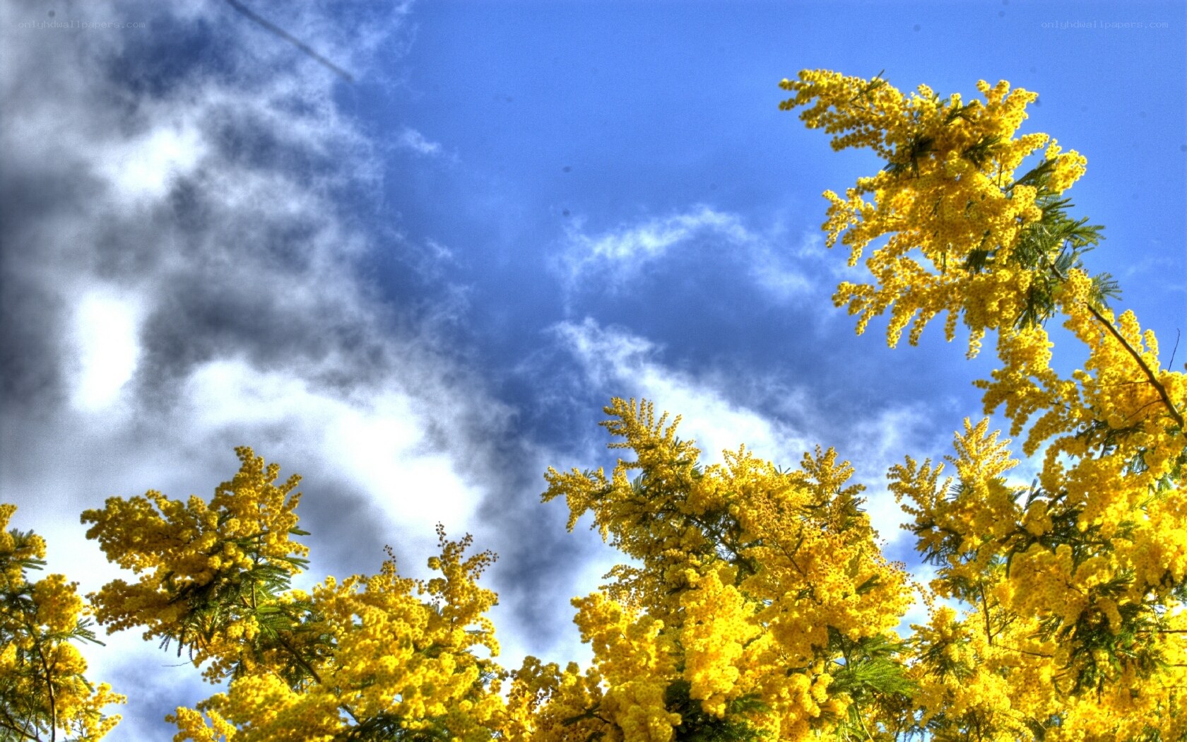 Yellow flowers against blue sky