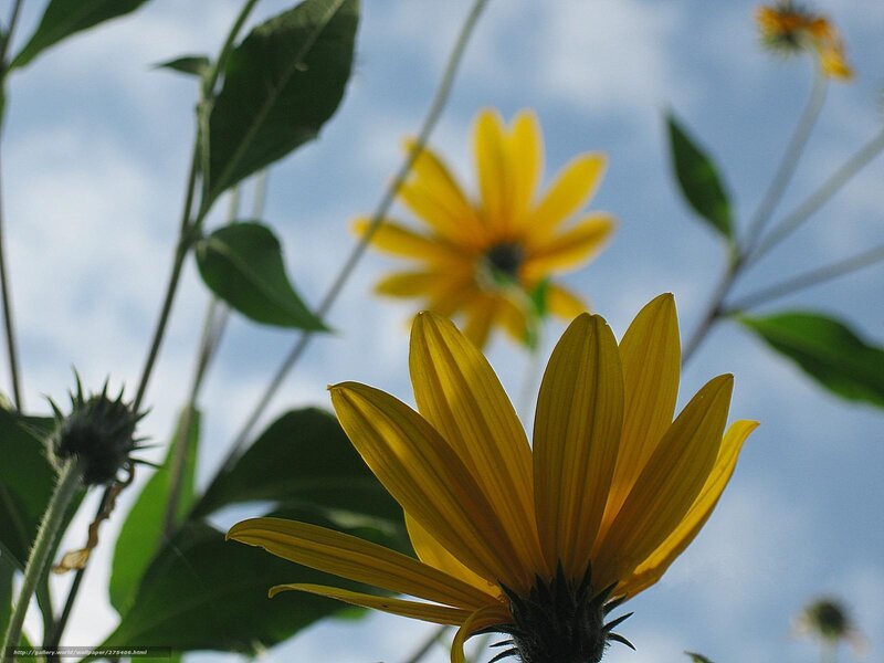 Yellow flowers against blue sky