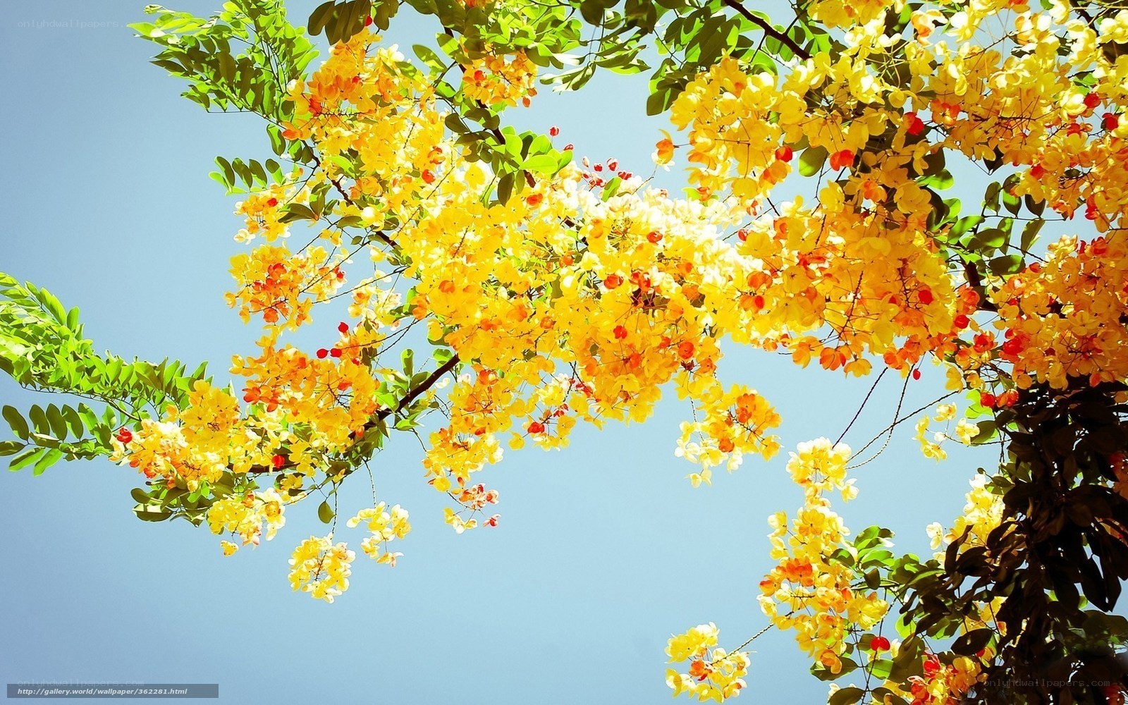 Yellow flowers against blue sky