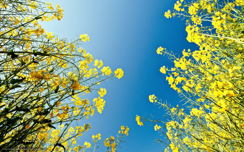 Yellow Flowers Against Blue Sky — Serene, Afternoon, Photograph, Plants