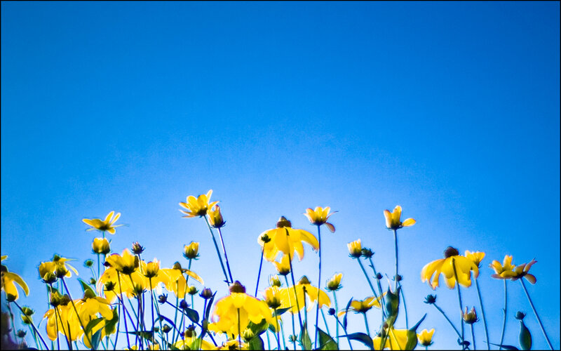 Yellow Flowers Against Blue Sky — Serene, Afternoon, Photograph, Stems