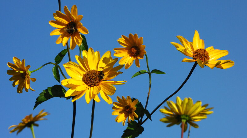 Yellow Flowers Against Blue Sky — Serene, Afternoon, Photograph
