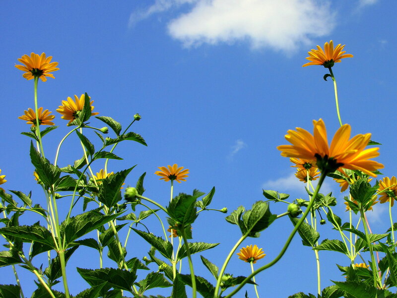 Yellow Flowers Against Blue Sky — Serene, Afternoon