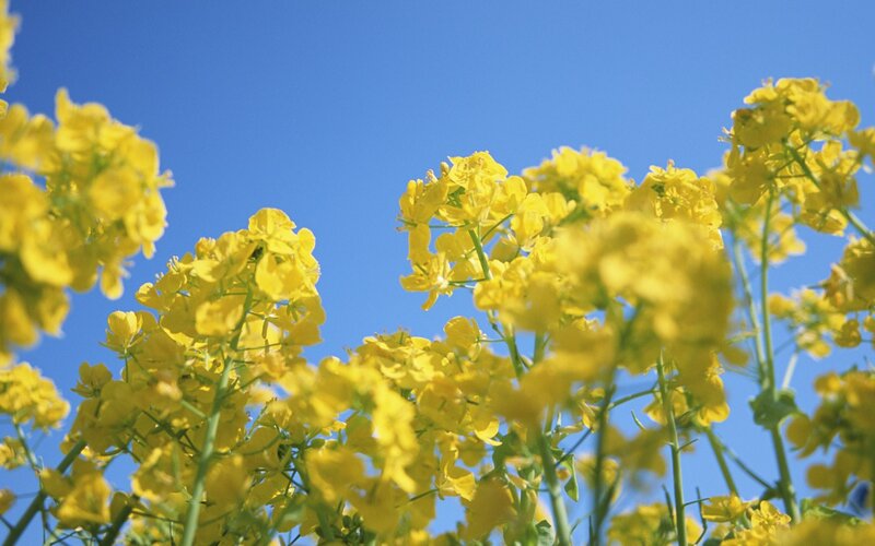 Yellow Flowers Against Blue Sky — Serene, Spring