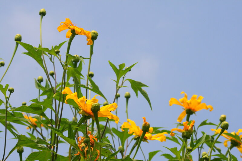 Yellow Flowers Against Blue Sky — Serene
