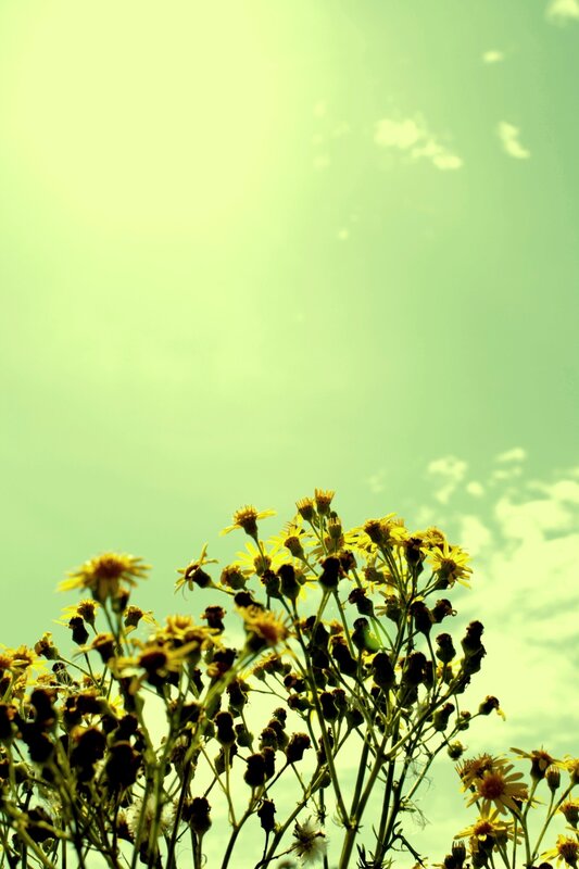 yellow flowers against green sky