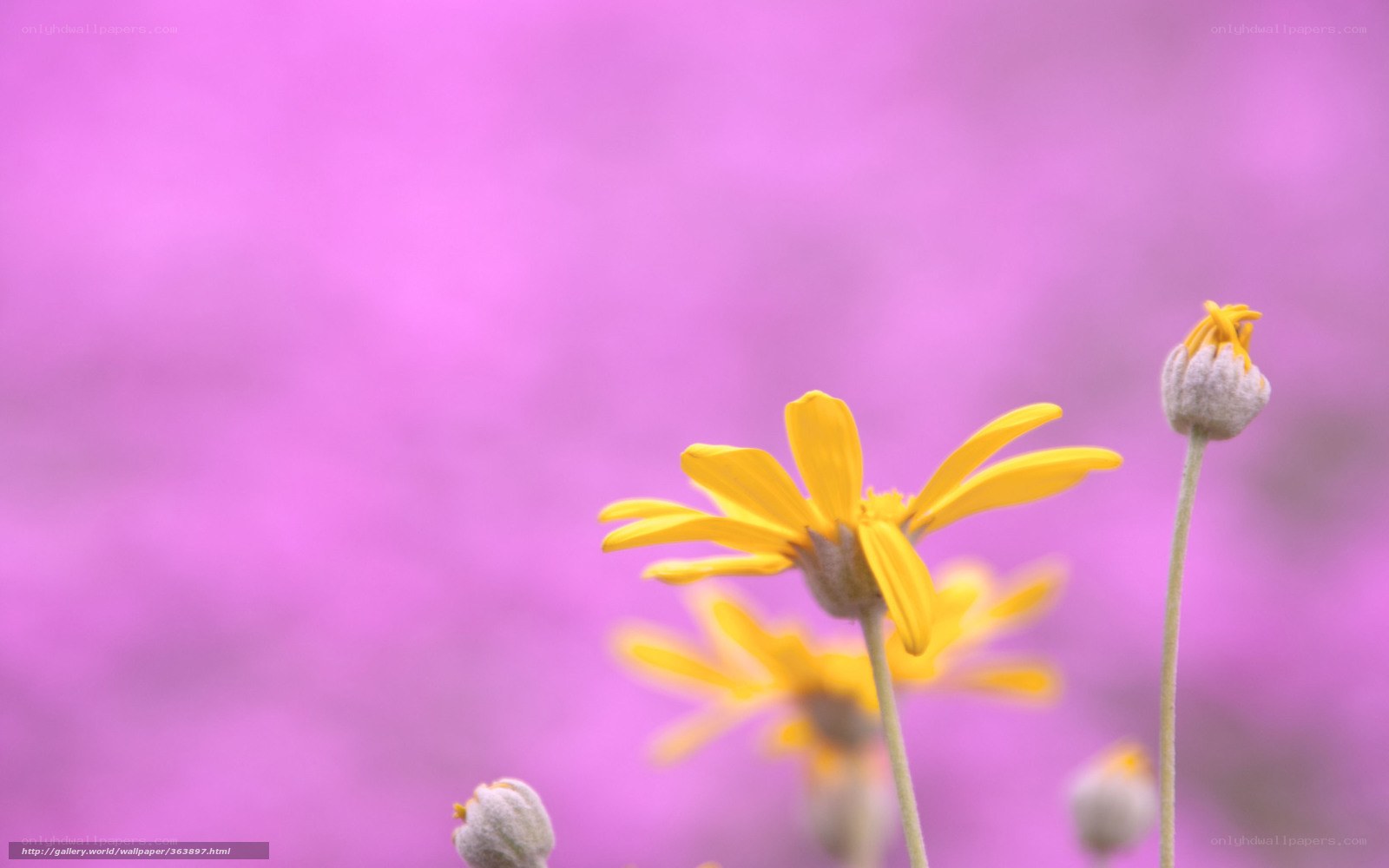 Yellow flowers against purple background
