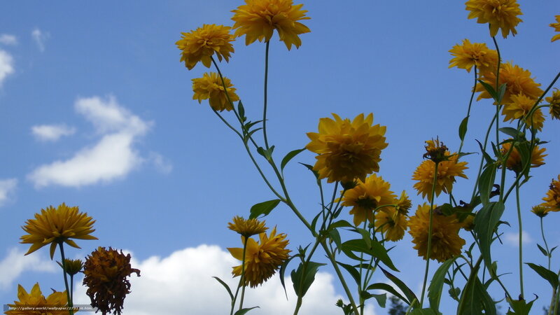 Yellow Flowers Against Sky — Serene, Afternoon