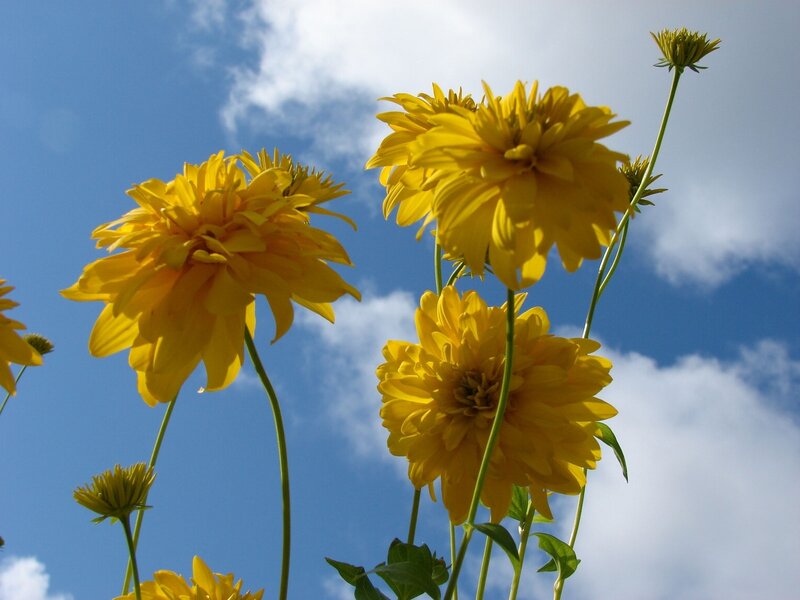 Yellow Flowers Against Sky — Serene