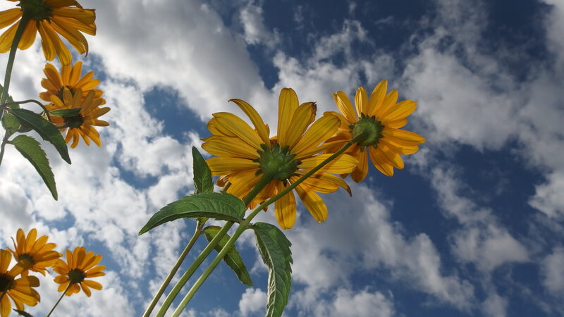 Yellow Flowers Against Sky