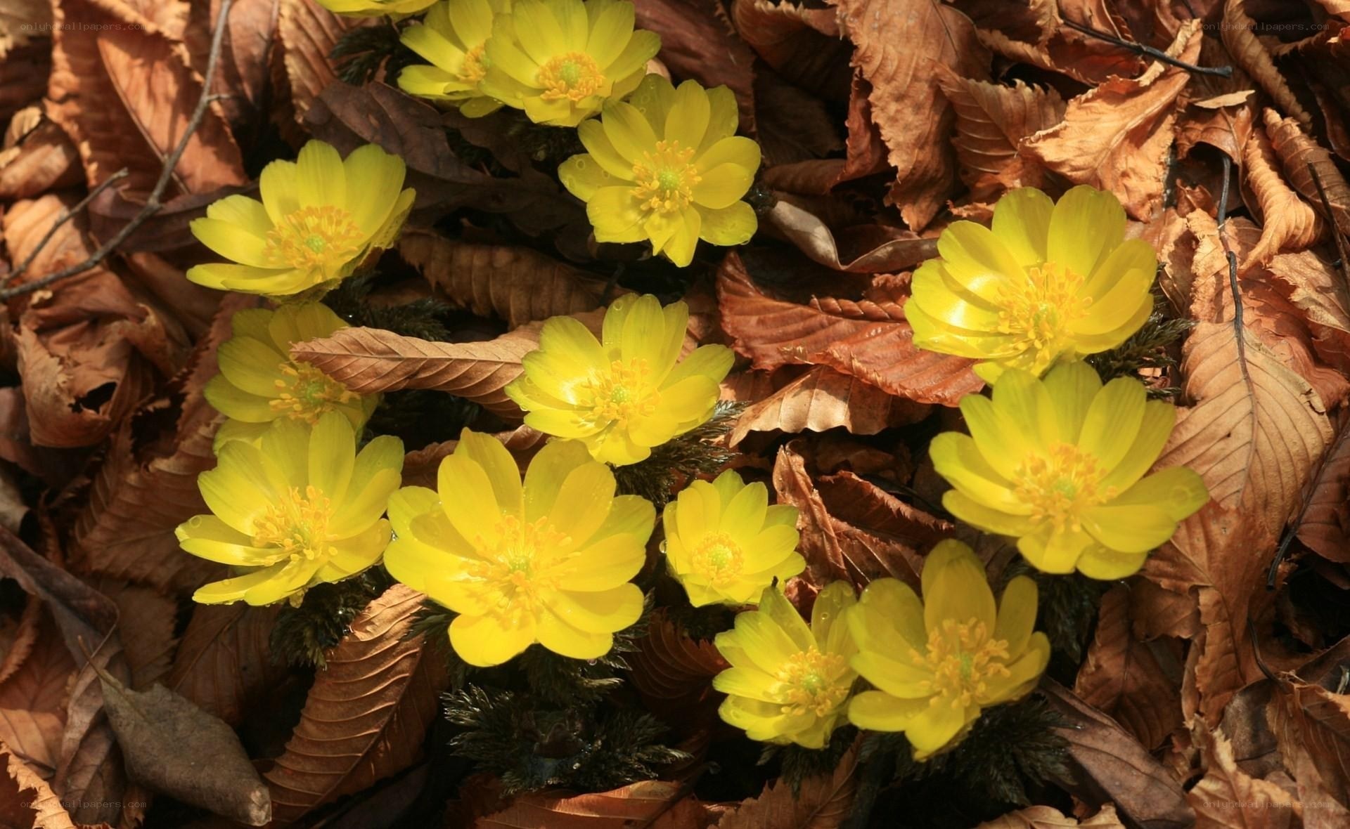 Yellow flowers among fallen leaves