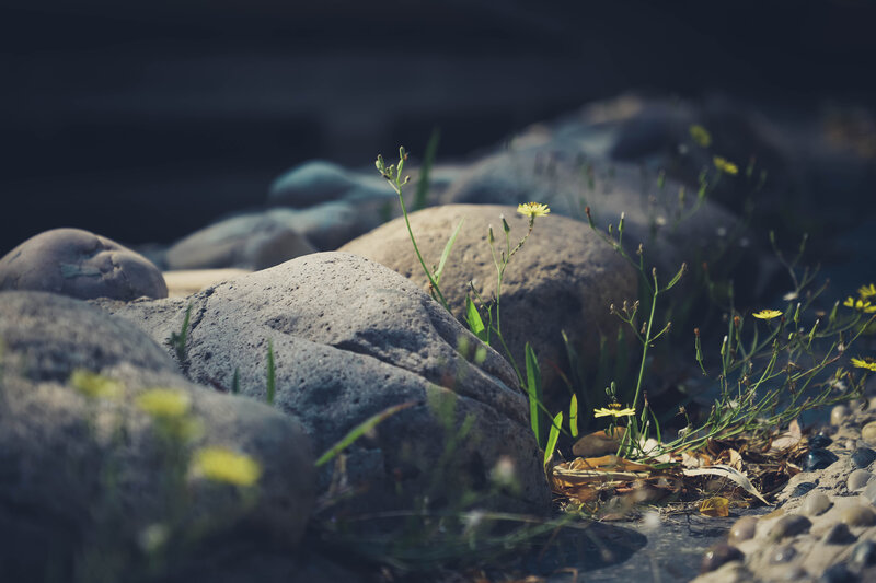 Yellow Flowers Among Rocks
