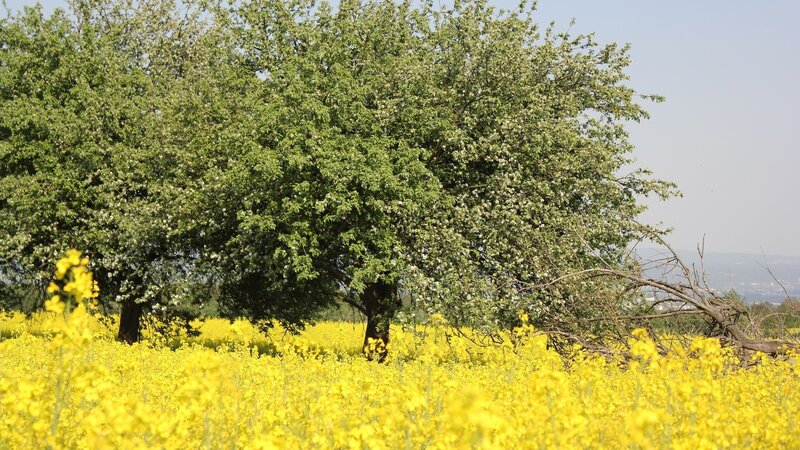 Yellow flowers and blooming trees