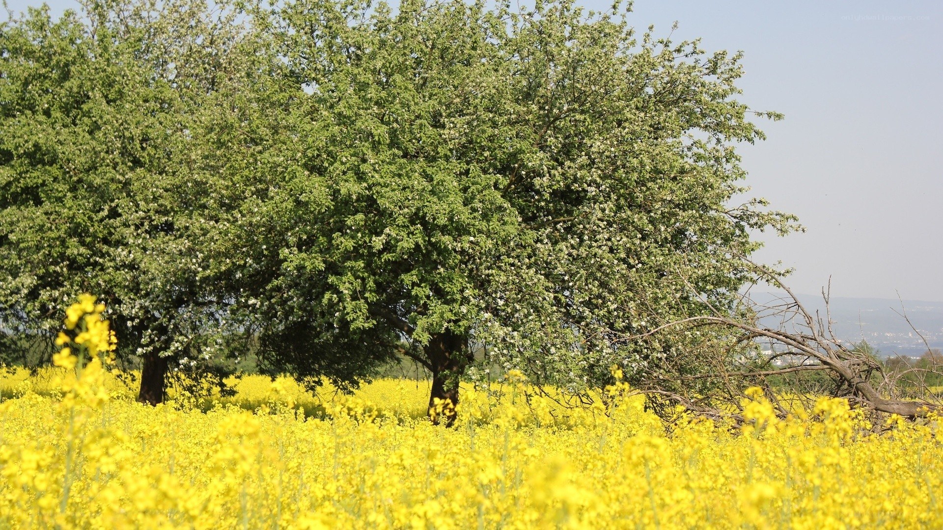 Yellow flowers and blooming trees