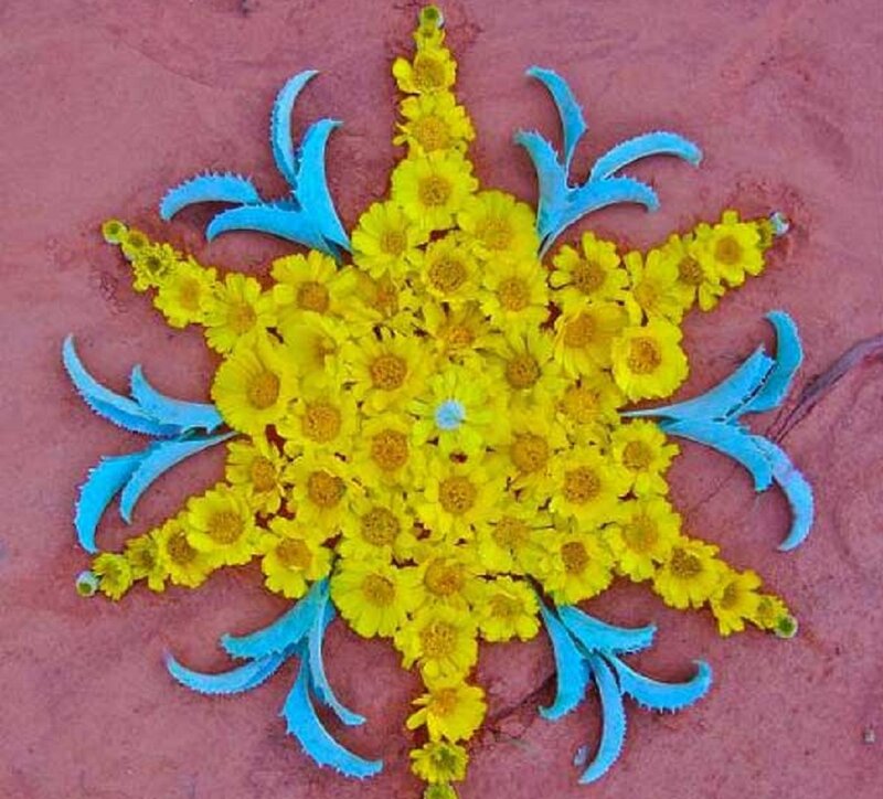 Yellow Flowers and Blue Leaves