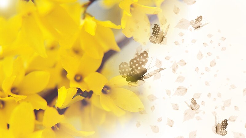 Yellow Flowers and Butterflies — Serene