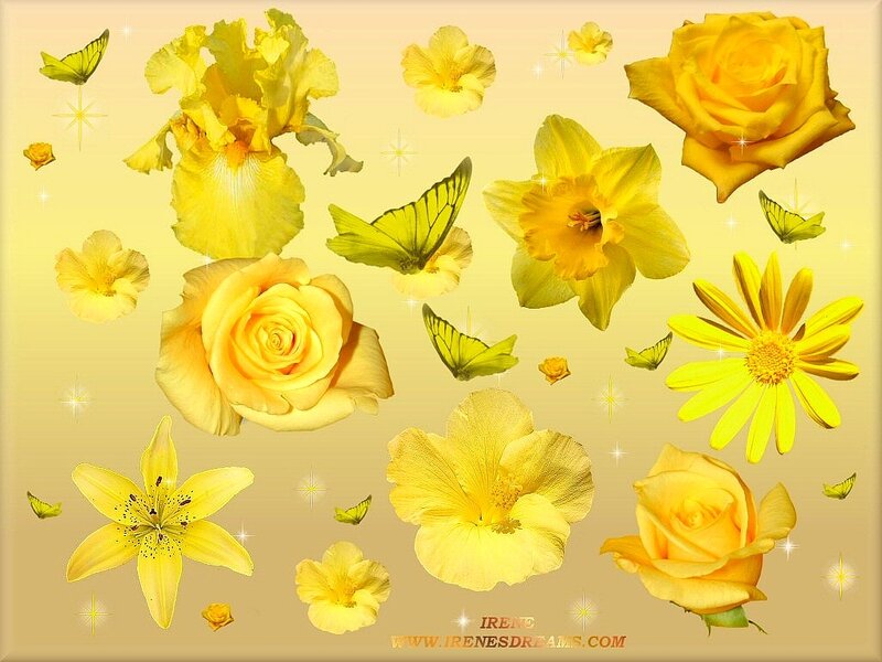 Yellow Flowers and Butterflies