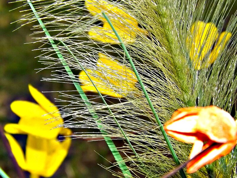 Yellow Flowers and Grass — Natural