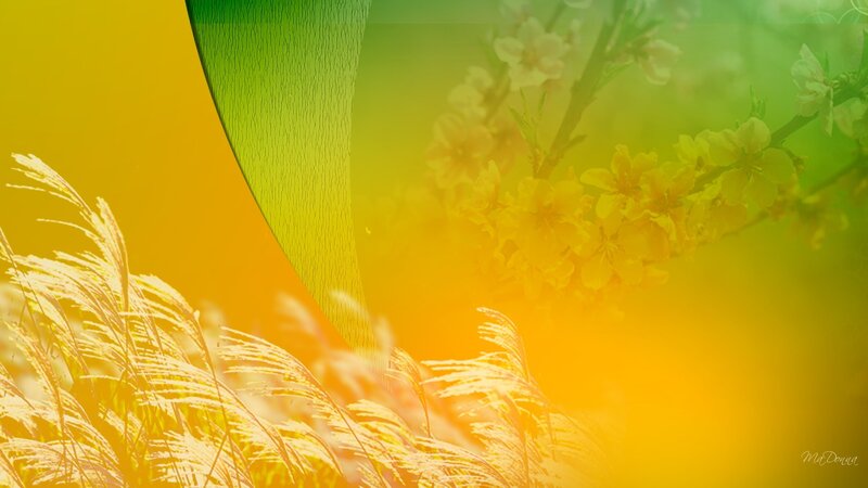 Yellow Flowers and Grass