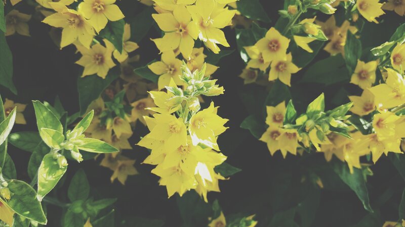 Yellow Flowers and Green Leaves — Natural