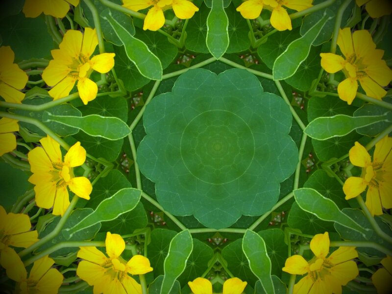 Yellow Flowers and Green Leaves
