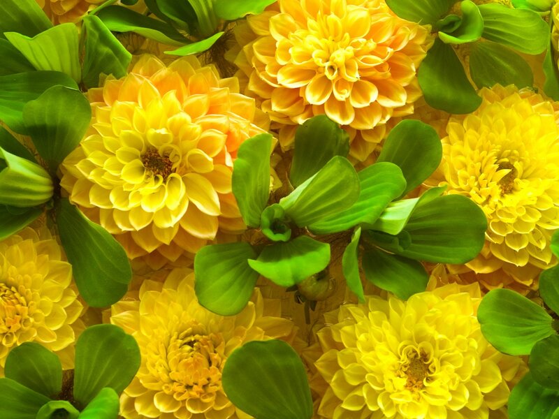 Yellow Flowers and Green Leaves — Vibrant