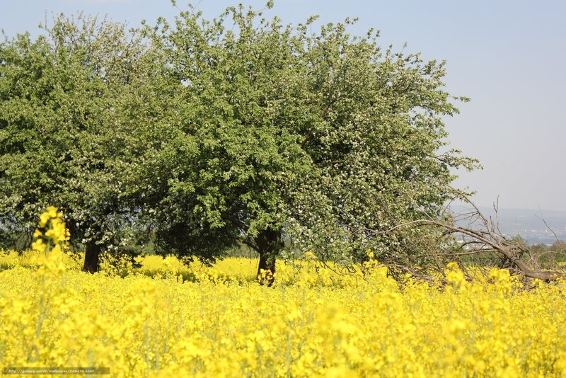 Yellow flowers and green trees