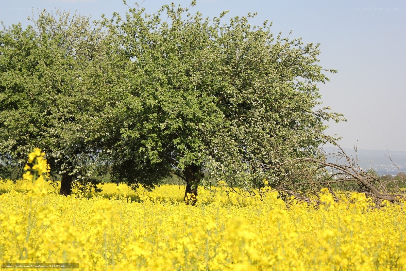 Yellow flowers and green trees