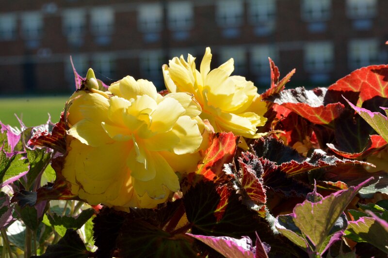 Yellow Flowers and Leaves — Bright