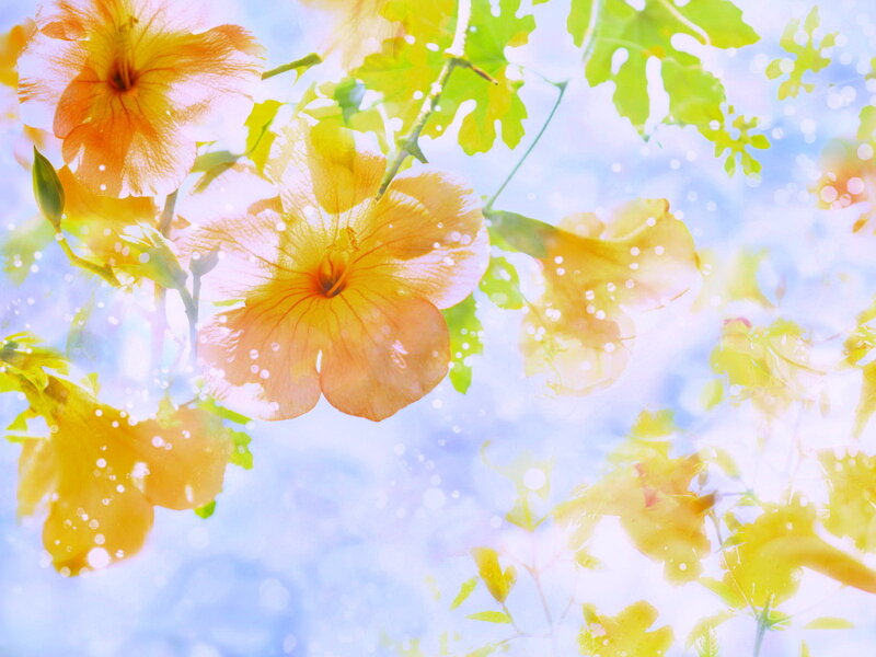 Yellow Flowers and Leaves