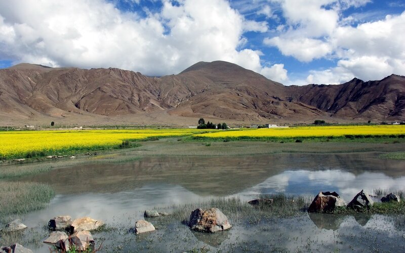 Yellow flowers and mountains