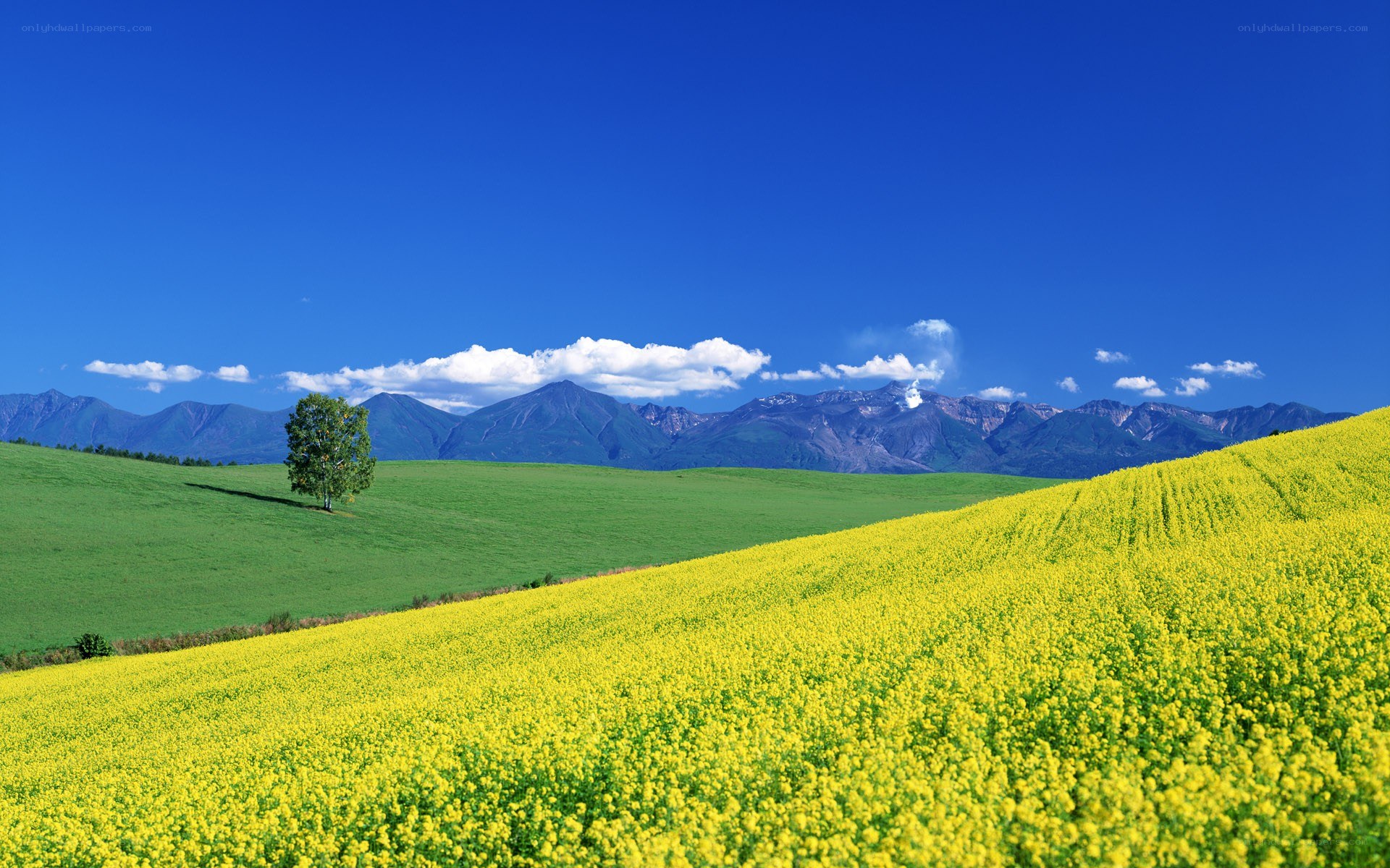 Yellow flowers and mountains